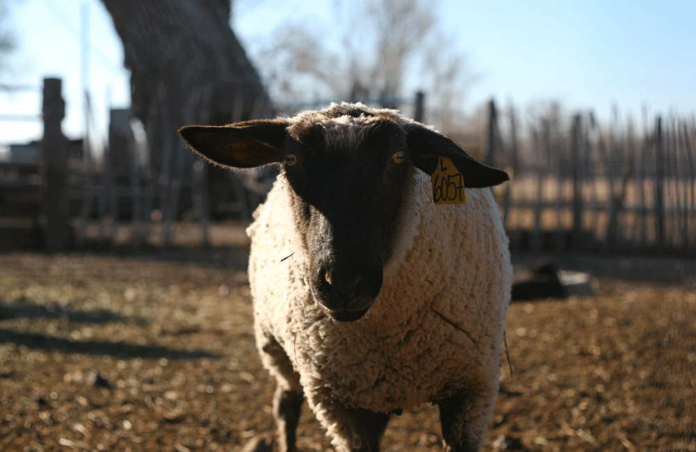 Sheep1