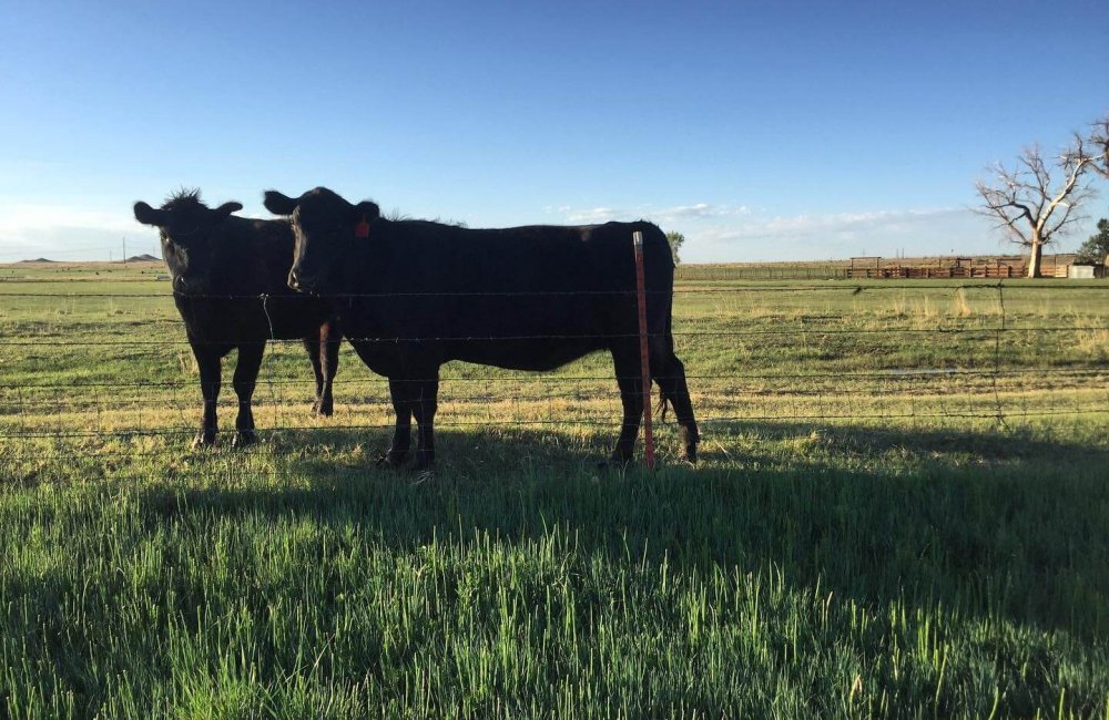 cows