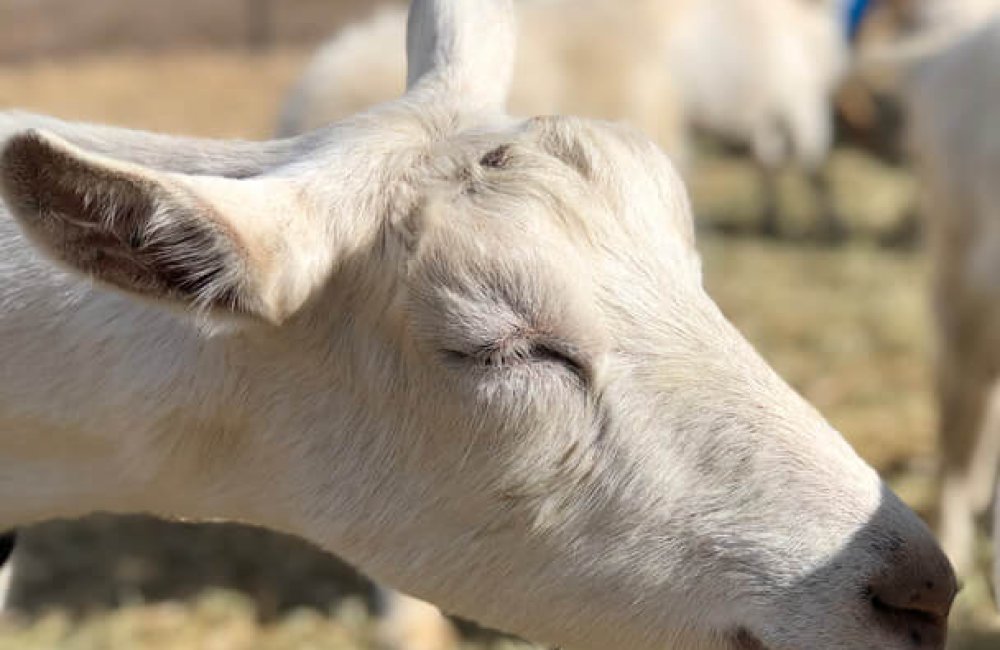 goat face