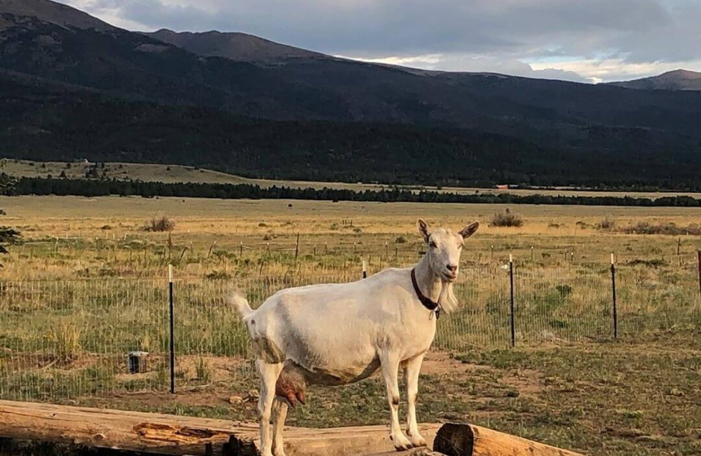 goat on log