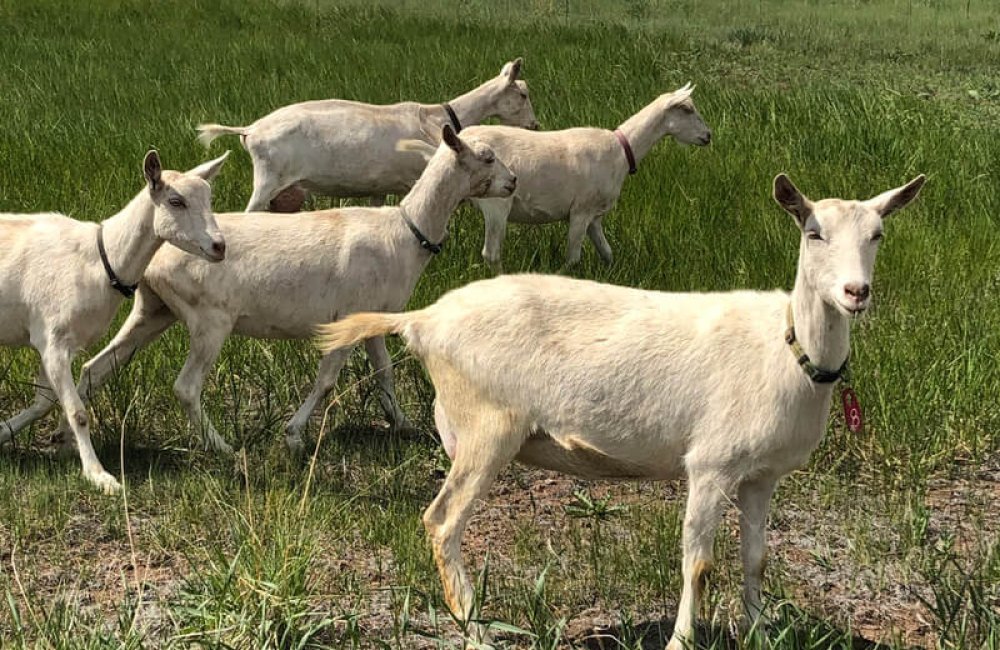 goats with mountains