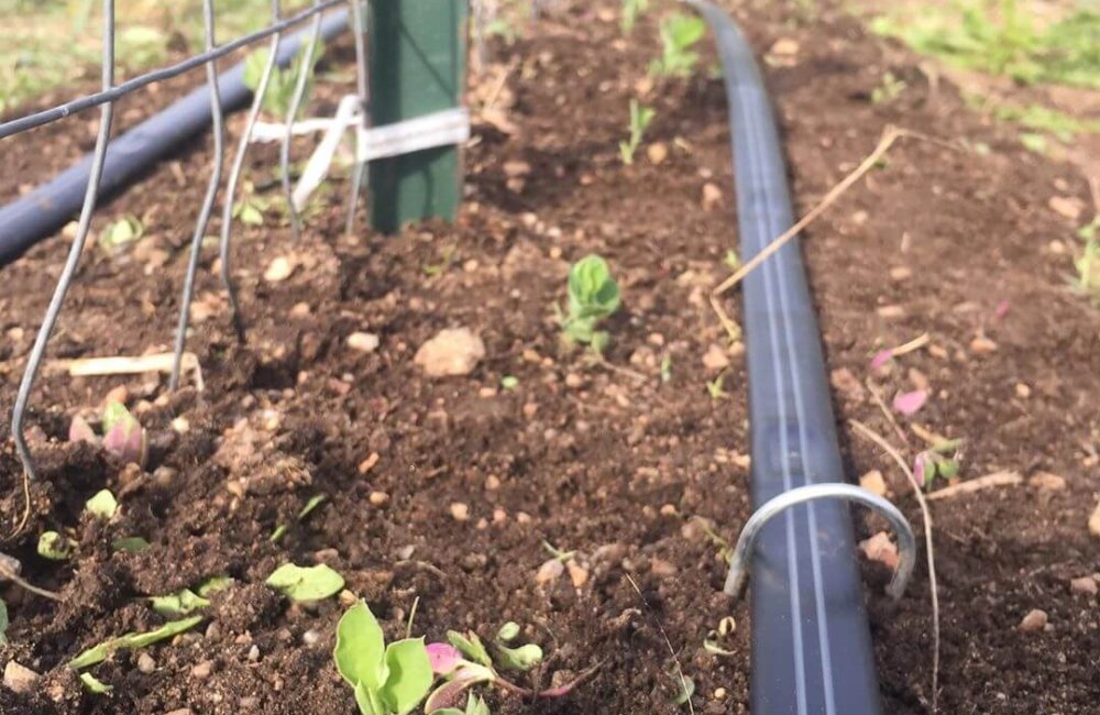 new sprouts in soil