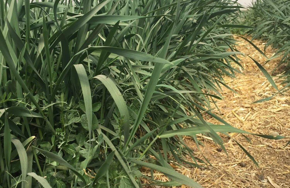 soil cover